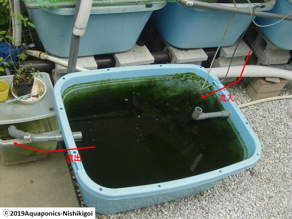 アクアポニックスにおける水のｐｈの変化の実際とは 水耕錦鯉 Aquaponics Nishikigoi