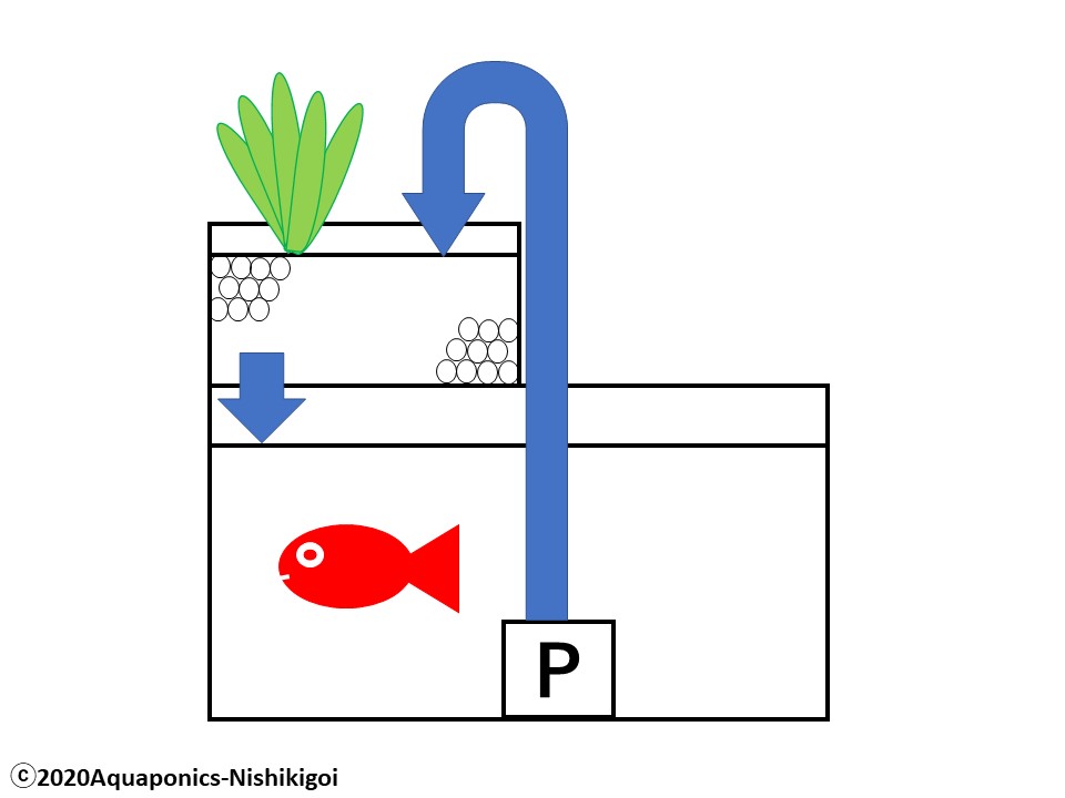 アクアポニックスのグローベッドと発泡スチロール筏とは 水耕錦鯉 Aquaponics Nishikigoi